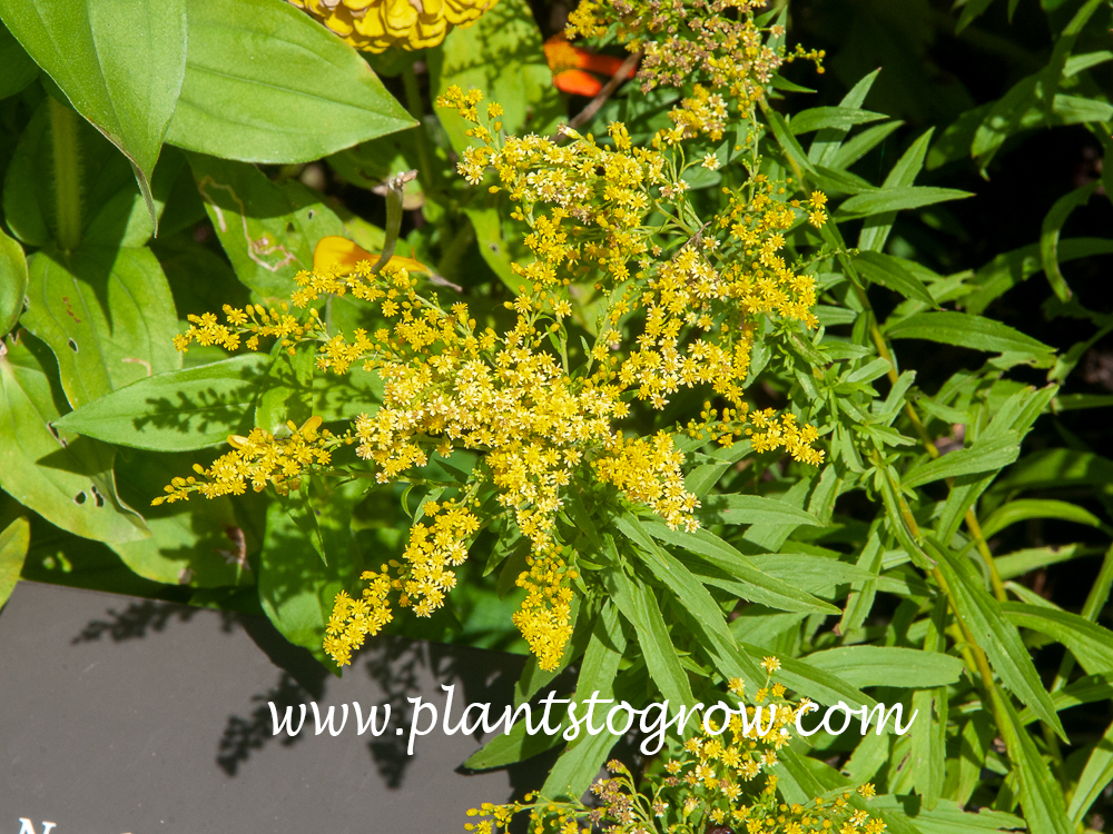 Little Lemon Goldenrod (Solidago)
(August 17)